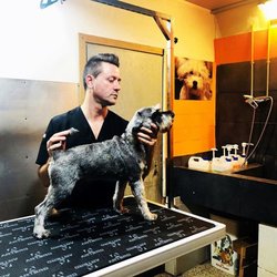 Lovedogs