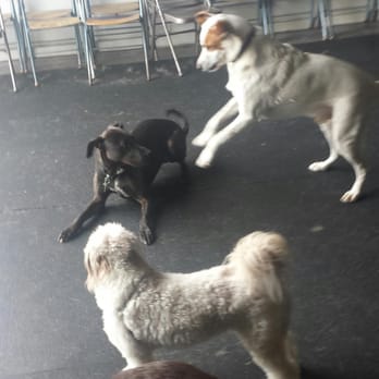 Sound Animal Services - Rocket playing for the first time at daycare. So fun. Oscar bottom white dog, Rocket black dog, and Mambo in pounce mode. - Pet Training Near Me - Seattle, Washington Sound Animal Services - Rocket playing for the first time at daycare. So fun. Oscar bottom white dog, Rocket black dog, and Mambo in pounce mode. - Pet Training Near Me - Seattle, Washington