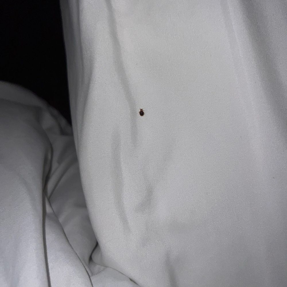 The Veranda Inn - Bedbug - Hotels Near Me - Nocona, Texas