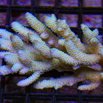 Fish World - Pet Stores Near Me - Richmond, Virginia Fish World - Pet Stores Near Me - Richmond, Virginia