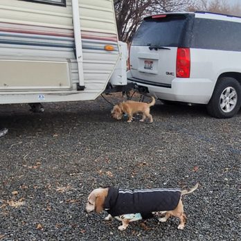 Mundo Hot Springs - Eli and Baylah walk outside our camper. - Guest Houses Near Me - Cambridge, Idaho Mundo Hot Springs - Eli and Baylah walk outside our camper. - Guest Houses Near Me - Cambridge, Idaho