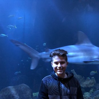 Shedd Aquarium - Shark selfie - Aquariums Near Me - Chicago, Illinois Shedd Aquarium - Shark selfie - Aquariums Near Me - Chicago, Illinois