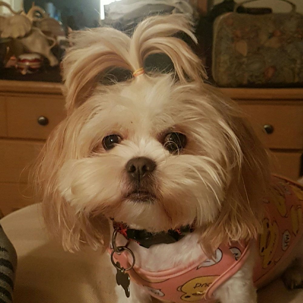 PetSmart - Pet Stores Near Me - Plano, Texas PetSmart - Pet Stores Near Me - Plano, Texas
