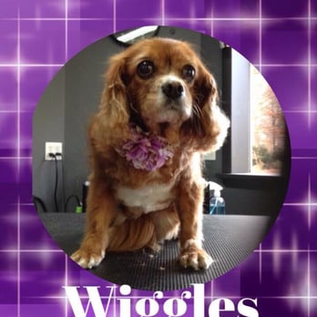 Funky Fresh Pet Grooming - Pet Groomers Near Me - Milford, Pennsylvania Funky Fresh Pet Grooming - Pet Groomers Near Me - Milford, Pennsylvania