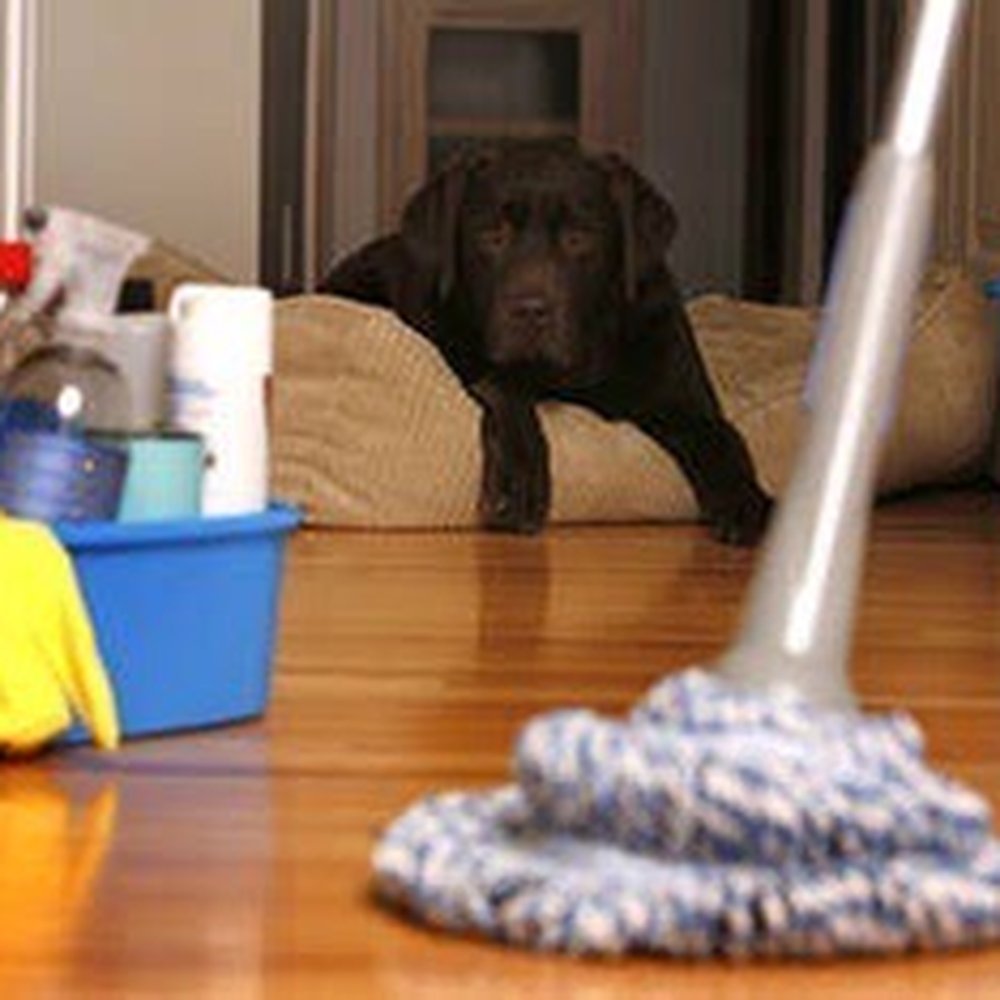 Ma’s Housekeeping Service - Love pets... cleaning after them is not easy but they are so worth it! - Home Cleaning Near Me - Reno, Nevada Ma’s Housekeeping Service - Love pets... cleaning after them is not easy but they are so worth it! - Home Cleaning Near Me - Reno, Nevada
