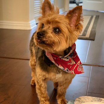 Pet Haven Grooming - another After shot because he looks so handsome :) - Pet Groomers Near Me - Burbank, California Pet Haven Grooming - another After shot because he looks so handsome :) - Pet Groomers Near Me - Burbank, California