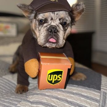NorthCalFrenchies - Muneca female fluffy - Pet Breeders Near Me