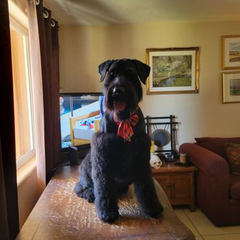 GroomXpress - Pet Groomers Near Me - Glendale, Arizona