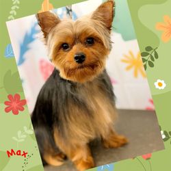 Connected Pets - Sweet Maxy Boy after his grooming at connect pets
