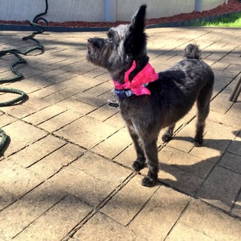 Oh You Dirty Dog - Pet Groomers Near Me - Williamsville, New York Oh You Dirty Dog - Pet Groomers Near Me - Williamsville, New York