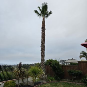 A.G.M Tree Service - After - Tree Services Near Me - Vista, California A.G.M Tree Service - After - Tree Services Near Me - Vista, California