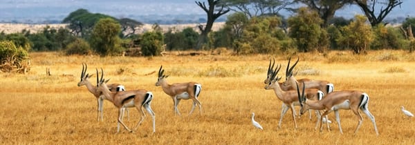 Lion World Travel by null