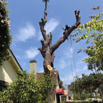 White Valley Tree Services - undefined - Tree Services Near Me - pasadena , California White Valley Tree Services - undefined - Tree Services Near Me - pasadena , California