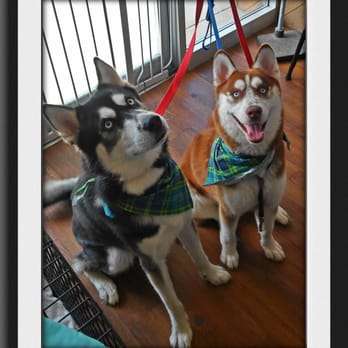 DogGone Gorgeous Grooming - Pet Groomers Near Me - Sandusky, Ohio DogGone Gorgeous Grooming - Pet Groomers Near Me - Sandusky, Ohio