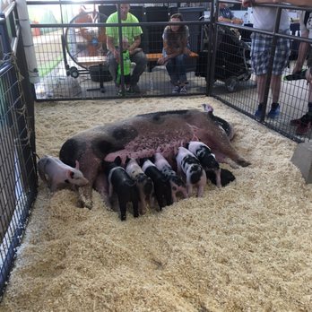 Utah State Fair - Baby pigs doing their thing at the fair - Amusement Parks Near Me - Salt Lake City, Utah