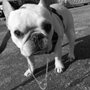 Photo of FurryLove Petcare