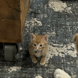 Bluemoon Veterinary Services - My cat