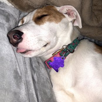 City Bark Lodo - Our pup after playing for 2 days at City Bark! Sleepy girl! - Pet Groomers Near Me - Denver, Colorado City Bark Lodo - Our pup after playing for 2 days at City Bark! Sleepy girl! - Pet Groomers Near Me - Denver, Colorado