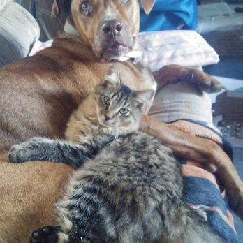 Corbin Animal Clinic - Veterinarians Near Me - Corbin, Kentucky