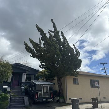 The Dog Professional Tree Service - Tree Services Near Me The Dog Professional Tree Service - Tree Services Near Me