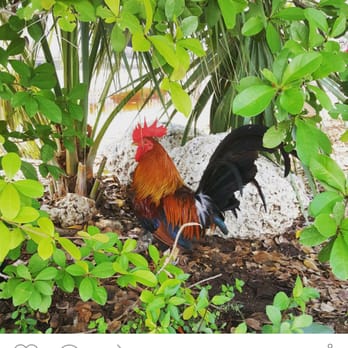 Cuban Coffee Queen Waterfront - Beautiful free roaming rooster - Coffee & Tea Near Me - Key West, Florida