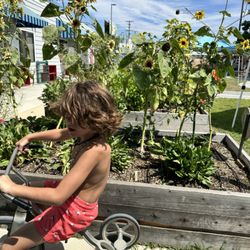 The Sherman Oaks Nursery School - Sunflowers & Summertime!