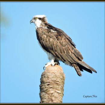 Hammock State Park - Osprey Bird seen at Hammock park. (Photo by T.Gilmore) - Hiking Near Me - Dunedin, Florida