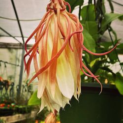 Lone Star Nursery