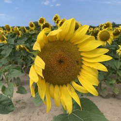 Degen Farm - Sunflower beauty