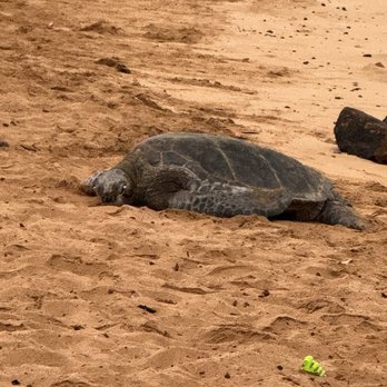 Sheraton Kauai Resort - Turtle about 1/2 mile up the beach from the resort! - Hotels Near Me - Kauai, Hawaii Sheraton Kauai Resort - Turtle about 1/2 mile up the beach from the resort! - Hotels Near Me - Kauai, Hawaii