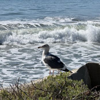 Rincon Parkway Campground - A seagull taking a break - Campgrounds Near Me - Ventura, California Rincon Parkway Campground - A seagull taking a break - Campgrounds Near Me - Ventura, California