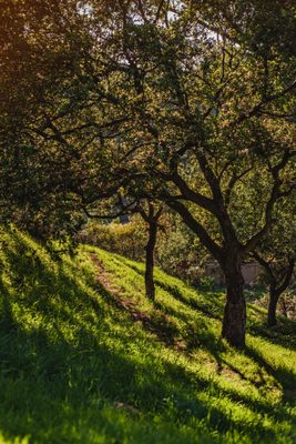 TreePeople by null