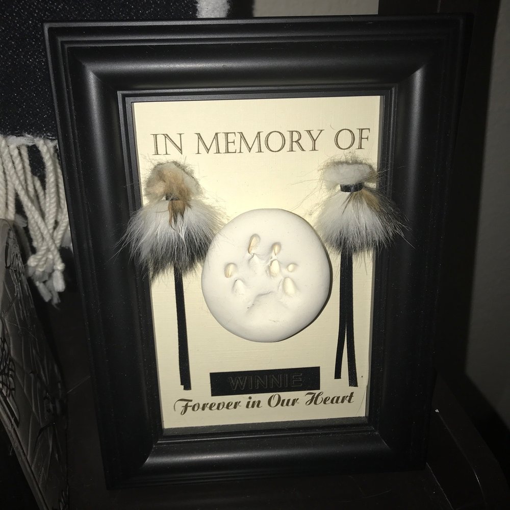 A Cat Hospital - Veterinarians Near Me - Henderson, Nevada A Cat Hospital - Veterinarians Near Me - Henderson, Nevada