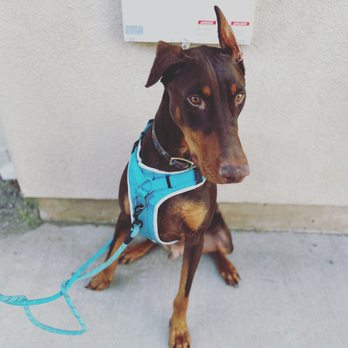 The Animal Den - Pet Groomers Near Me - Sacramento, California The Animal Den - Pet Groomers Near Me - Sacramento, California