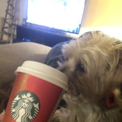STARBUCKS - Lola loves pupachino