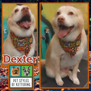 Pet Styles of Kettering - Dexter is one of my best buds - Pet Groomers Near Me - Kettering, Ohio Pet Styles of Kettering - Dexter is one of my best buds - Pet Groomers Near Me - Kettering, Ohio