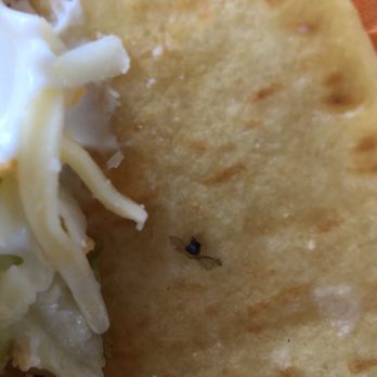 Taco Bell - So disappointed sick to my stomach will never eat from Taco Bell ever again in my life !! - Fast Food Near Me - Breinigsville, Pennsylvania