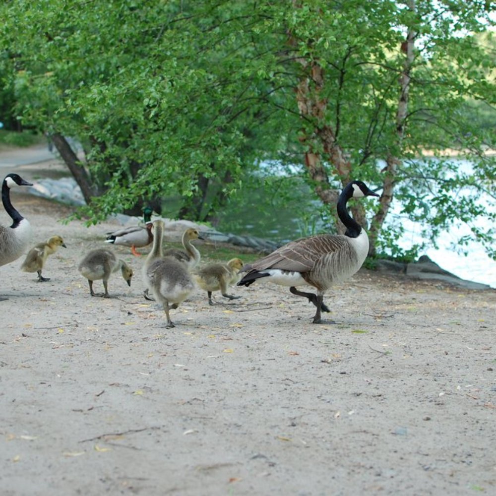 Jamaica Pond - Parks Near Me - Jamaica Plain, Massachusetts Jamaica Pond - Parks Near Me - Jamaica Plain, Massachusetts