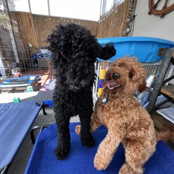 Up Dog LA - Pet Training Near Me