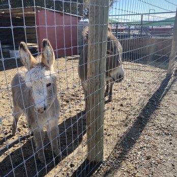 Coyote Crossing Ranch - Reese, the baby donkey and her mom, Rita. - Animal Shelters Near Me - Discovery Bay, California Coyote Crossing Ranch - Reese, the baby donkey and her mom, Rita. - Animal Shelters Near Me - Discovery Bay, California