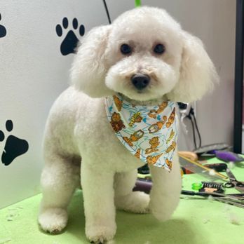 Alma Canina Grooming - Pet Groomers Near Me - Guttenberg, New Jersey Alma Canina Grooming - Pet Groomers Near Me - Guttenberg, New Jersey