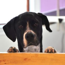 Designer Dogs Pet Store & Spa - Look at those eyes!