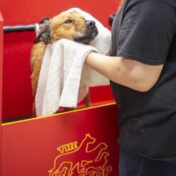 The Dog Stop - The Colony - Who doesn't love a good bath!? - Pet Groomers Near Me - The Colony, Texas The Dog Stop - The Colony - Who doesn't love a good bath!? - Pet Groomers Near Me - The Colony, Texas