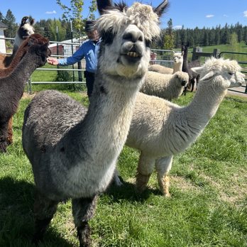 Seven Stars Ranch - Alpaca's smiling for the camera - Ranches Near Me - Coeur d'Alene, Idaho Seven Stars Ranch - Alpaca's smiling for the camera - Ranches Near Me - Coeur d'Alene, Idaho