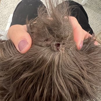 Pooch In The City - Pet Groomers Near Me - Houston, Texas