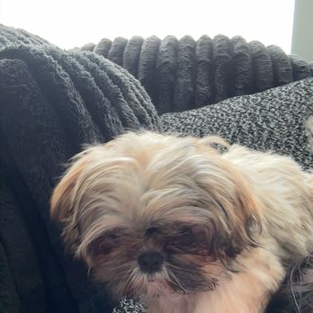 Happy Hapoo Pet Services - Before his cut - Pet Groomers Near Me - West Hills, California