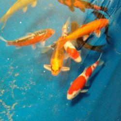 Oasis Aquatics