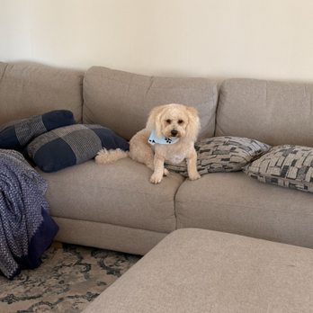 Sudzy Tailz - Pet Groomers Near Me - Gilbert, Arizona Sudzy Tailz - Pet Groomers Near Me - Gilbert, Arizona