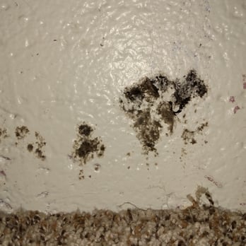 Gorelick Real Estate Advisors - Black mold found in Gorelick Real Estate apt #9 on Caliente St, NV. - Apartments Near Me - Reno, Nevada