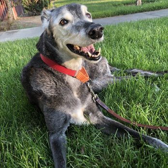 West Valley Pet Clinic - Veterinarians Near Me - San Jose, California West Valley Pet Clinic - Veterinarians Near Me - San Jose, California